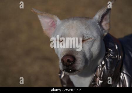 Weißer Hund mit glänzender silberner Jacke auf einem Spaziergang im Park im Winter Stockfoto