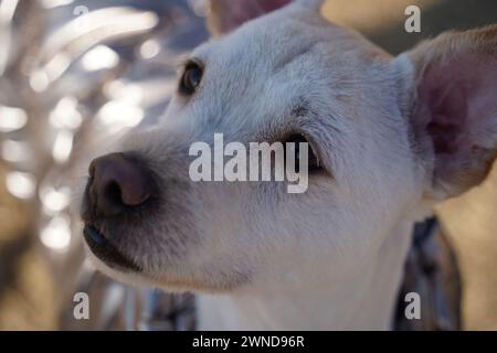 Weißer Hund mit glänzender silberner Jacke auf einem Spaziergang im Park im Winter Stockfoto