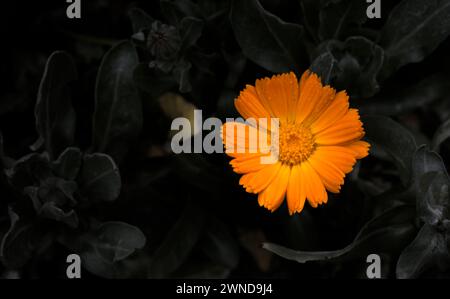 Gerbera Jamesonii ist eine Pflanzenart der Gattung Gerbera Blüte Stockfoto