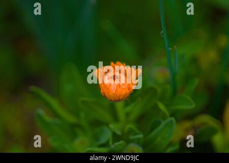 Gerbera Jamesonii ist eine Pflanzenart der Gattung Gerbera Blüte Stockfoto