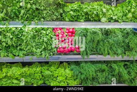 Eine große Auswahl an frischen Kräutern und Gemüse auf der Theke. Grüner Dill, roter Rettich, Salatblätter, lockige Petersilie, Minze, frisches Basilikum, Zucchini und Stockfoto