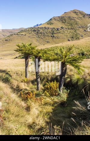 Drei große Grünlandfarne Cyathea dregei, die in einer kleinen Trockenentwässerungslinie im Drakensberg wachsen Stockfoto