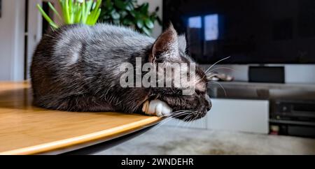 Hamburg, Deutschland. Februar 2024. Eine schwarze Katze liegt auf einem Tisch in einem Zimmer. Quelle: Markus Scholz/dpa/Picture Alliance/dpa | Markus Scholz/dpa/Alamy Live News Stockfoto