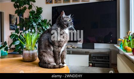 Hamburg, Deutschland. Februar 2024. Eine schwarze Katze sitzt auf einem Tisch in einem Zimmer. Quelle: Markus Scholz/dpa/Picture Alliance/dpa | Markus Scholz/dpa/Alamy Live News Stockfoto