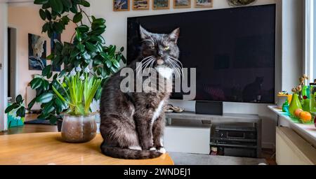 Hamburg, Deutschland. Februar 2024. Eine schwarze Katze sitzt auf einem Tisch in einem Zimmer. Quelle: Markus Scholz/dpa/Picture Alliance/dpa | Markus Scholz/dpa/Alamy Live News Stockfoto