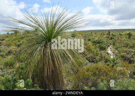 Landschaft mit Grasbäumen (Xanthorrhoea) in Lesueur NP, WA Stockfoto