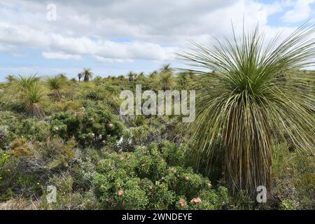 Landschaft mit Grasbäumen (Xanthorrhoea) in Lesueur NP, WA Stockfoto