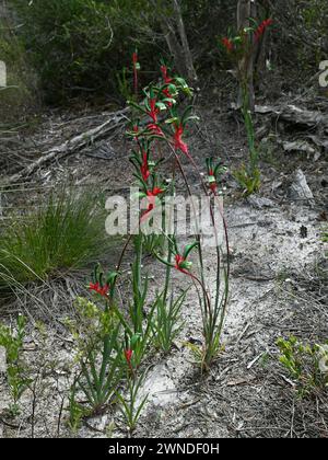 Anigozanthos manglesii, allgemein bekannt als die rot-grüne Kängurupfote oder Mangles Kängurupfote Stockfoto