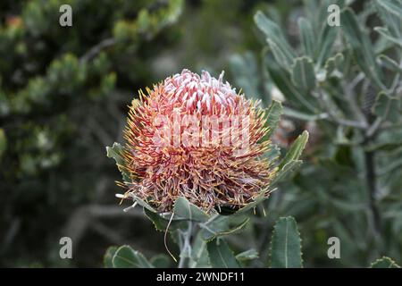 Banksia menziesii, allgemein bekannt als Brennholz banksia Stockfoto