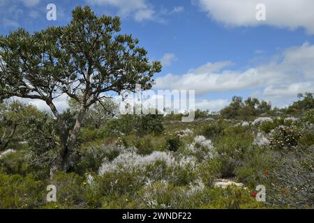 Üppige Vegetation im Lesueur National Park, WA Stockfoto