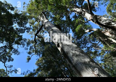 Riesige Tingle Trees im Walpole Nornalup NP, WA Stockfoto