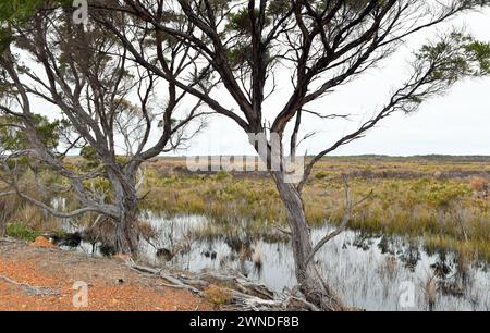 Sumpflandschaft mit Bäumen im D' Entrecasteaux National Park, WA Stockfoto