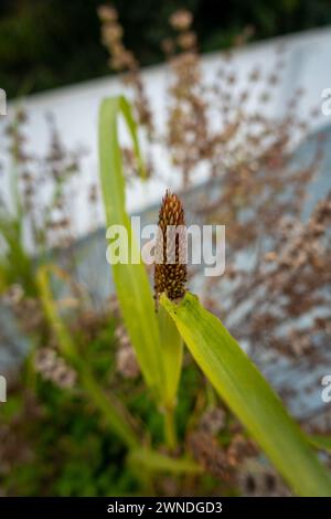 Nahaufnahme der Pearl Millet (Kambu) Pflanze im indischen Haushalt: Weit gewachsene Millet-Sorte, Makroansicht von Knospen und Blättern Stockfoto