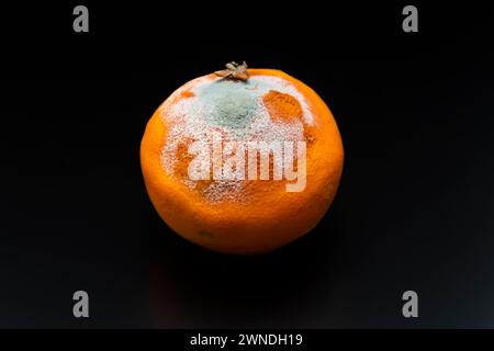 Schimmeliges Orange mit grünen und weißen Schimmelsporen auf dunkelschwarzem Hintergrund. Helle Orangenschale, teilweise bedeckt mit flauschigen Wucherungen, Verderb und rotti Stockfoto