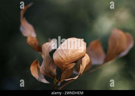 Blühende Eschenblätter, fraxinus ornus, Winter im Naturpark Fuente Roja von Alcoy Stockfoto