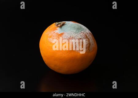 Verfaulte und schimmelige Mandarine auf schwarzem Hintergrund. Stockfoto