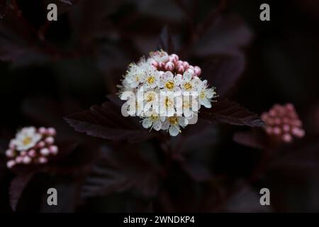 Dutzende weiße Blüten von violettem Physocarpus opulifolius im Mai selektiven Fokus Stockfoto