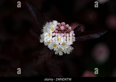 Dutzende weiße Blüten von violettem Physocarpus opulifolius im Mai selektiven Fokus Stockfoto