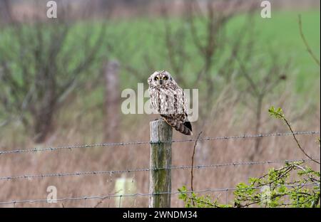 Kurzohrige (Asio flammeus), die im Winter auf einem Pfosten thront Stockfoto