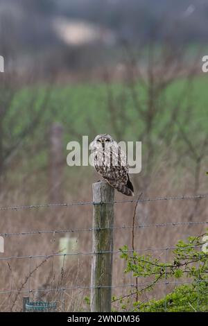 Kurzohrige (Asio flammeus), die im Winter auf einem Pfosten thront Stockfoto