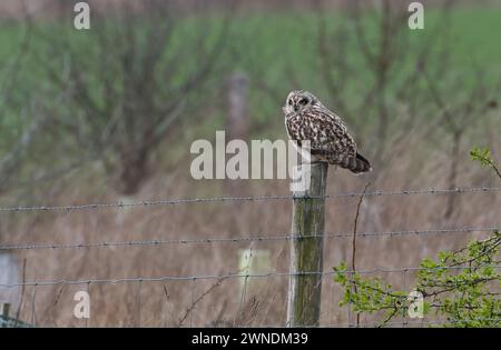 Kurzohrige (Asio flammeus), die im Winter auf einem Pfosten thront Stockfoto