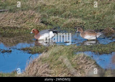 Eurasische Witwe (Anas penelope), ein Paar, das sich über überflutetes Weideland bewegt Stockfoto