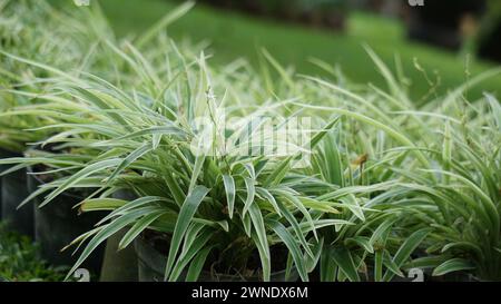 Chlorophytum comosum (Spinnenpflanze, Spinnenpflanze, Spinneneifeu, Flugzeugpflanze, Bandpflanze) im Blumentopf Stockfoto