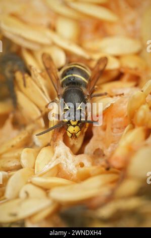 Natürliche vertikale Nahaufnahme der ungewöhnlichen Medianwespe, Dolichovespula Media, einer der größeren europäischen Papierwespen, die sich von Melonen ernährt Stockfoto