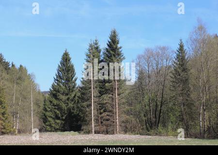 Snapshot aus dem Nationalpark Hunsrueck-Hochwald ist ein Nationalpark in der Region Hunsrueck in Rheinland-Pfalz und im Saarland in Ge Stockfoto