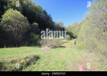 Snapshot aus dem Nationalpark Hunsrueck-Hochwald ist ein Nationalpark in der Region Hunsrueck in Rheinland-Pfalz und im Saarland in Ge Stockfoto