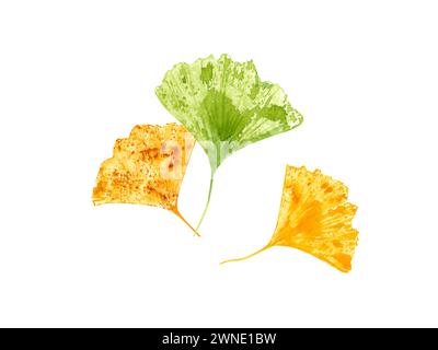 Blattprägung der Biloba. Blätter in goldenen, grünen Farben. Design modernes Gingko-Blatt. Herbst, Herbstlaub. Ginkgo, Palme, trockene abstrakte Fächerblätter. Stockfoto