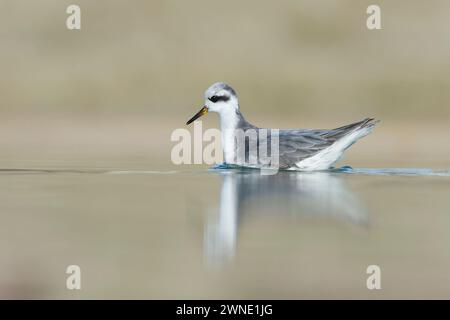 Grau Phalarope-Phalaropus fulicarius. Stockfoto