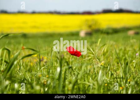 Leuchtender roter Mohn hebt sich inmitten von grünem Gras hervor, mit einem gelben blühenden Feld, das den Kontrast und die Schönheit der Natur zeigt Stockfoto