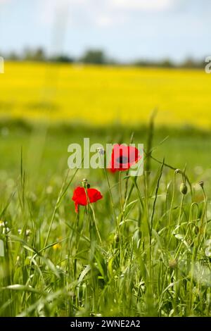 Zwei leuchtende rote Mohnblumen stehen inmitten von grünem Gras und vor dem Hintergrund eines gelben blühenden Feldes, die den Kontrast und die Schönheit der Natur zum Ausdruck bringen Stockfoto