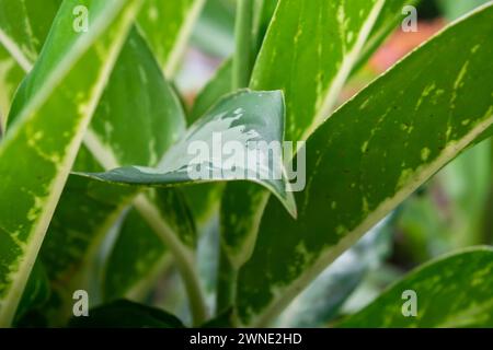 Flache Anlage kleiner Pflanzen um das Haus herum Stockfoto