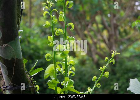 Flache Anlage kleiner Pflanzen um das Haus herum Stockfoto
