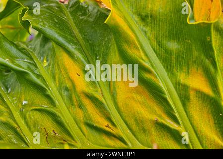 Monstera, Blatt und Nahaufnahme der Naturpflanze in ländlichem Grün mit ökologischem Laub, Nachhaltigkeit oder Outdoor. Garten, Garten und Reisen Stockfoto