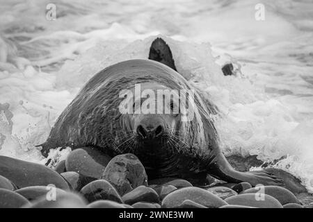 Big Bull Seal kommt an Land. Dieser Strandmeister beherrschte die Paarungsrechte an einem Strand in Berwickshire, Schottland, Großbritannien. Stockfoto