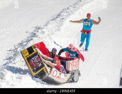 Die Teilnehmer reagieren darauf, nachdem sie den Berg hinunter gefahren sind und ihren Duff Brothers-Schlitten beim Preston and Steve Cardboard Classic Friday, 1. März 2024 2024 am Montage Mountain in Scranton, Pennsylvania, abstürzten. Die Veranstaltung wird vom lokalen Radiosender WMMR gesponsert und die Schlitten müssen aus Karton und Klebeband bestehen. (Foto von Tina Sottolano Cain/CAIN IMAGES) Credit: Tina Sottolano Cain/Alamy Live News Stockfoto