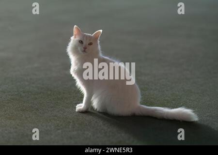 Blaue und gelbe, ungeradläugige Van-Katze, Truthahn Stockfoto