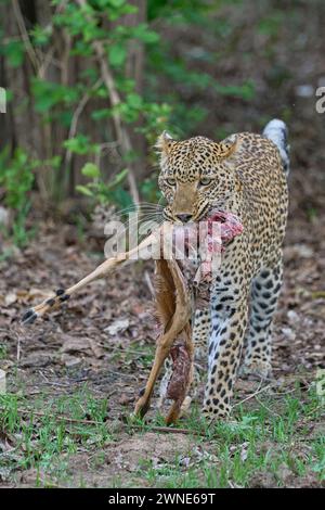 Weibliche Leoparde (Panthera pardus) mit einem Teil eines Impalas, der kürzlich im South Luangwa National Park in Sambia gejagt wurde Stockfoto