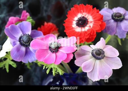 Nahaufnahme eines bunten Straußes von wunderschönen Anemonen mit selektivem Fokus, dunklem, unscharfem Hintergrund Stockfoto