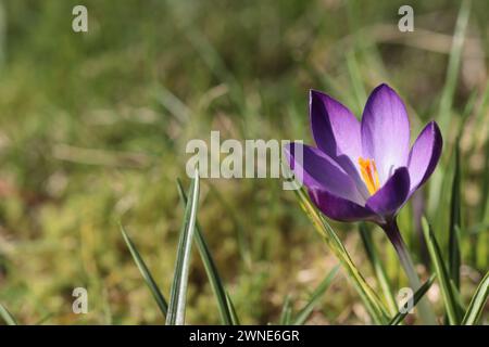 Nahaufnahme eines hübschen violetten Crocus tommasinianus auf einem Rasen, Kopierraum Stockfoto