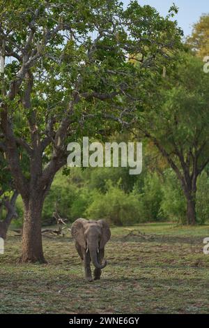 Afrikanischer Elefant (Loxodonta africana) zwischen großen Bäumen im South Luangwa National Park, Sambia Stockfoto