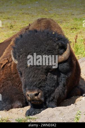 Natur, Gras und Bisons auf Sand auf dem Land im Sommer mit Bauernhof, Landwirtschaft und Entspannung in der Sonne. Umwelt, Feld und Tier auf dem Boden für Stockfoto