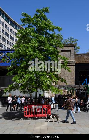 Ein städtischer Baum, geschützt durch eine Barriere Sutton Walk, York Road, London, Großbritannien. 26. Mai 2023 Stockfoto