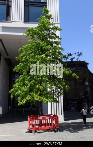 Ein städtischer Baum, geschützt durch eine Barriere Sutton Walk, York Road, London, Großbritannien. 26. Mai 2023 Stockfoto