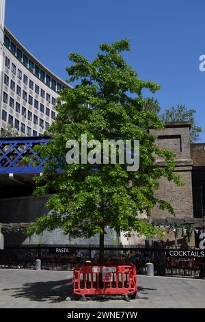 Ein städtischer Baum, geschützt durch eine Barriere Sutton Walk, York Road, London, Großbritannien. 26. Mai 2023 Stockfoto