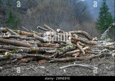 Bäume, die im Wald auf dem Berg abgehauen sind. Stapeln von Brennholz. Geschnittene Stämme werden in der Nähe des Sägewerks gestapelt. Haufen gefällter Baumstämme. Baumstämme schneiden Stockfoto