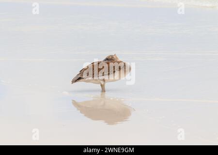 Pelikan steht am weißen Sandstrand mit Schnabel und Kopf in den Federn, von der Seite gesehen. Galapagos ecuador. Stockfoto